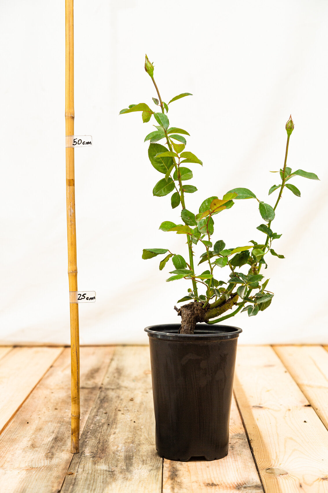 ruža Helmut Kohl kontajner