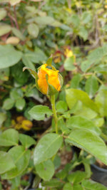 ruža Helmut schmidt žltý kvet