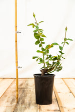 ruža Helmut schmidt kontajner