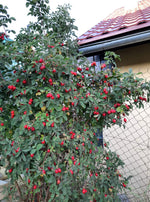 ruža plodová Karpatia krík