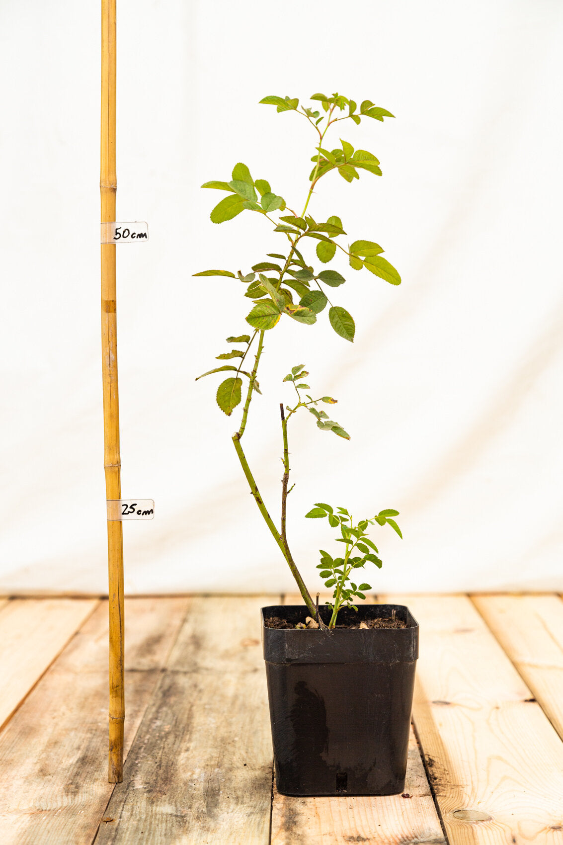 ruža plodová Karpatia kontajner