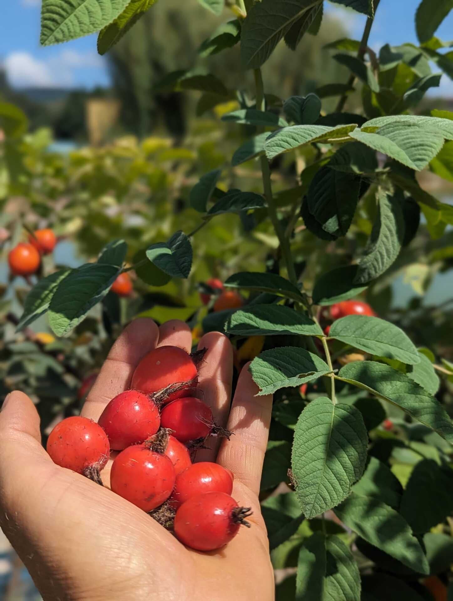 ruža plodová Karpatia červené plody