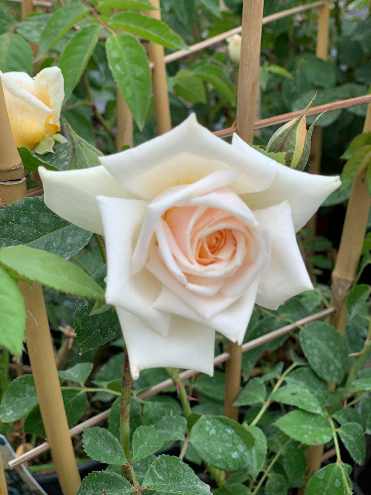 Ruža popínavá Ilse Krohn Superior