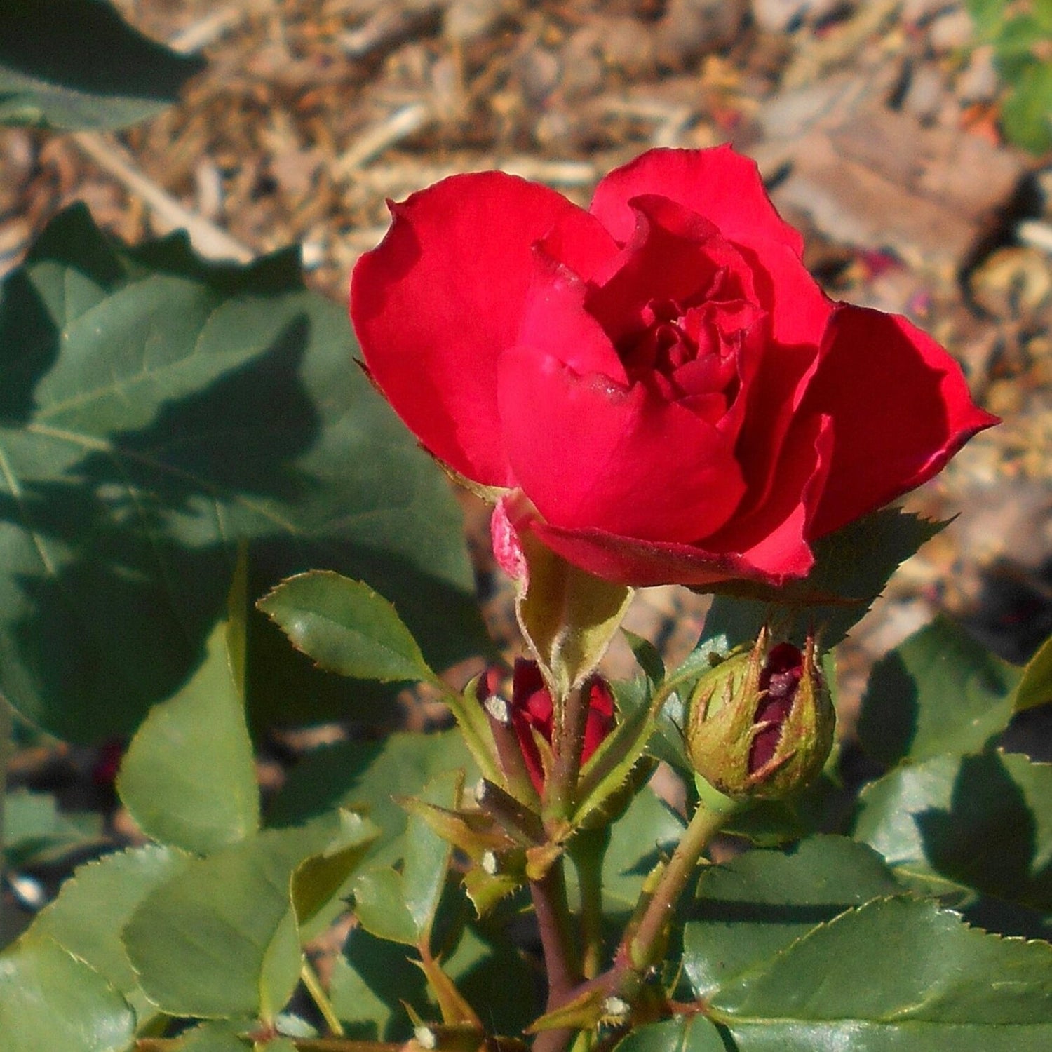 Ruža Queen of Bermuda červený kvet