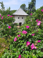 ruža vráskavá kvety rosa rugosa
