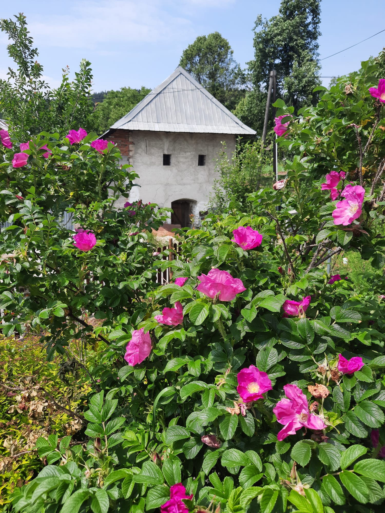 ruža vráskavá kvety rosa rugosa