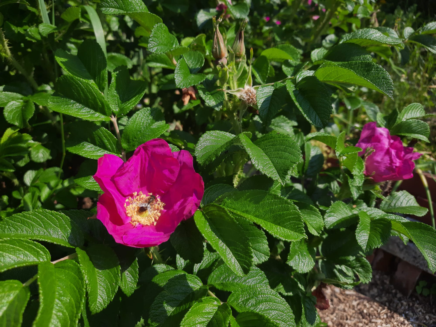ruža vráskavá kvety rosa rugosa