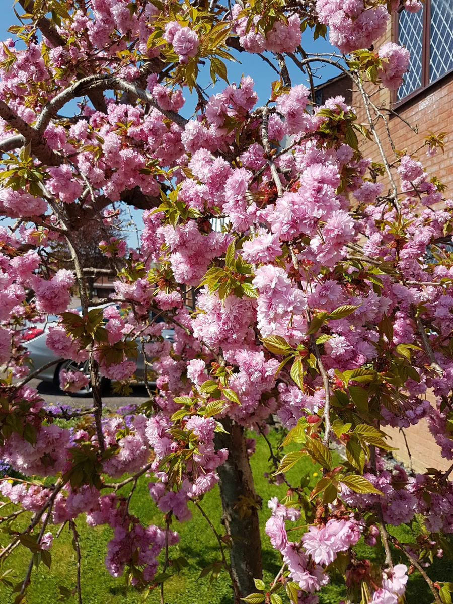 Sakura Kiku Shidare