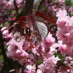 Sakura Royal Burgundy