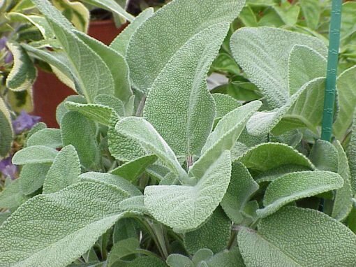 Šalvia lekárska Berggarten listy 	
OBSLEKBERGK