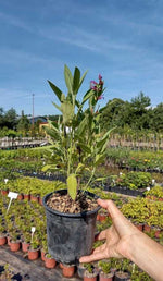 Šalvia lekárska kontajner