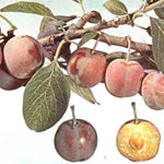 Slivka Bryská plody detail