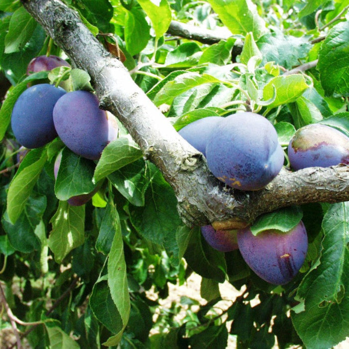 slivka Chrudimská plody detail