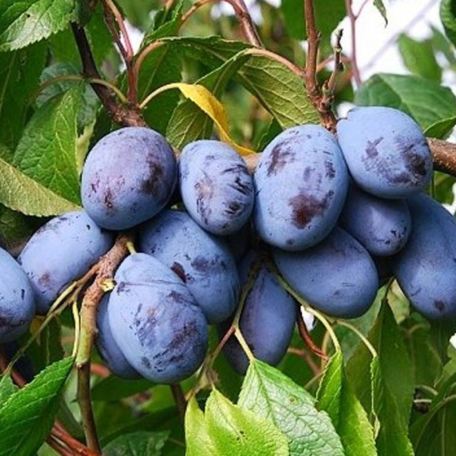 slivka Jofela plody detail