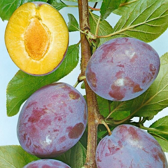 Slivka President plody detail