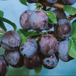 Slivka Ruth Gerstetter plody detail