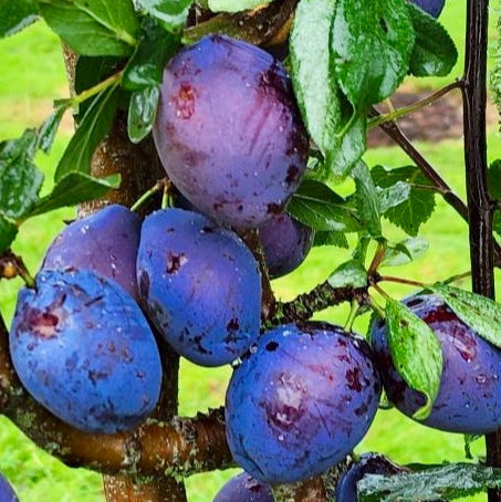 Slivka Stanley plody detail