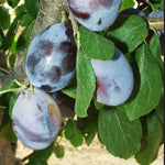 Slivka Tuleu Gras plody detail