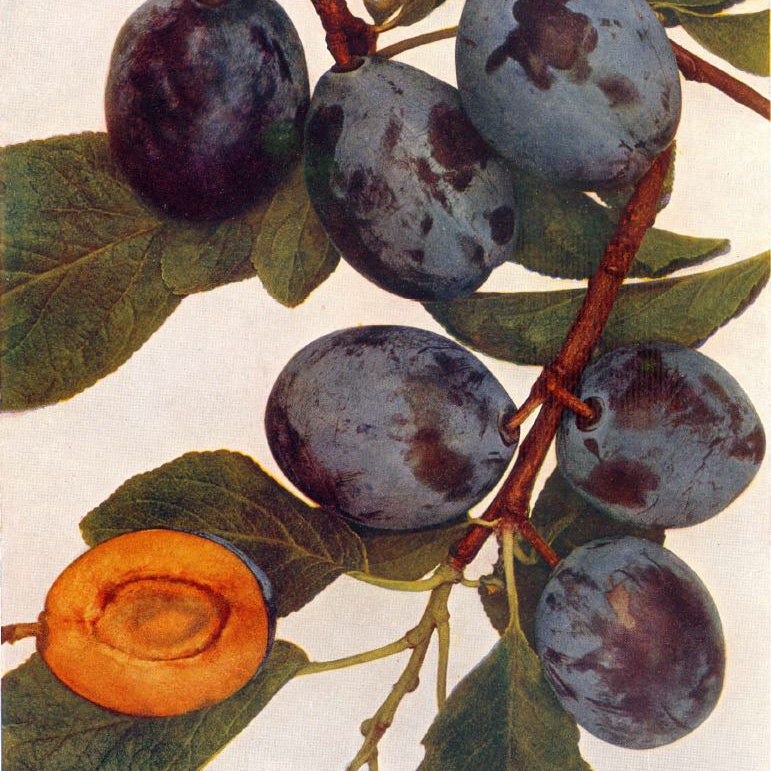 Slivka Wangenheimova plody detail