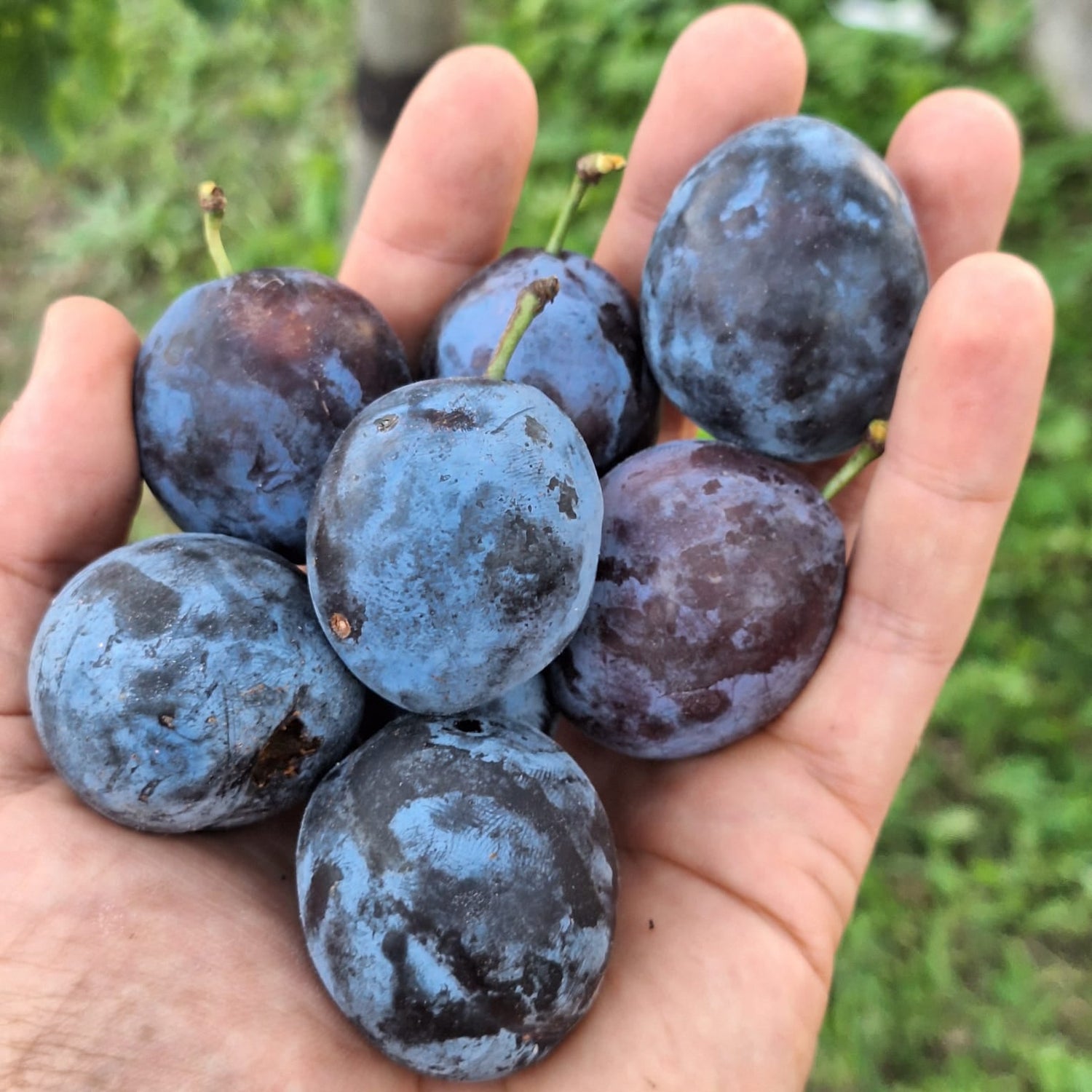 slivka Wangenheimova plody