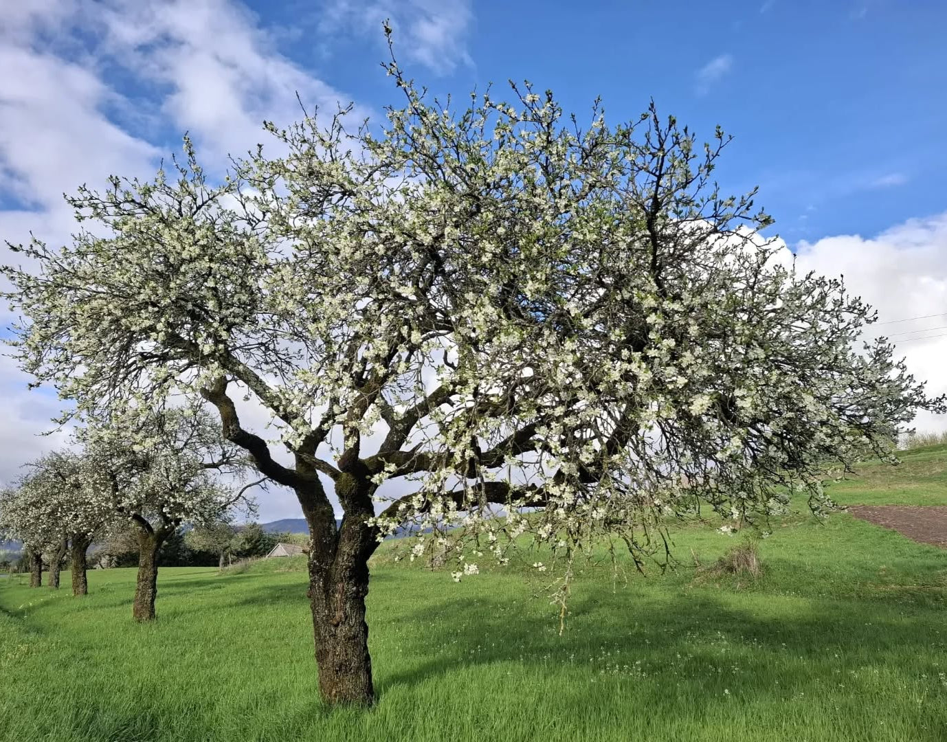 Slivka Wangenheimova strom krajina