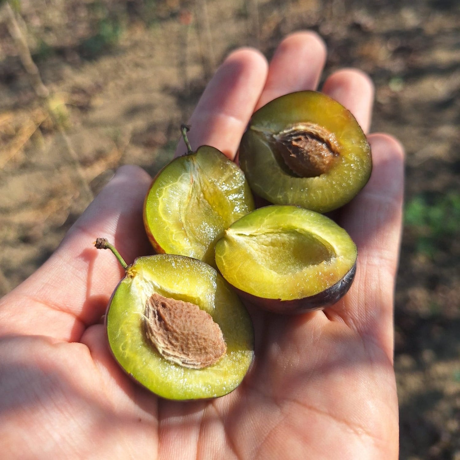 Slivoň Wangenheimova