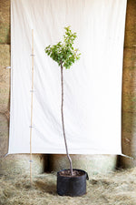 Slivka Anna Späth strom airpot arbotaška