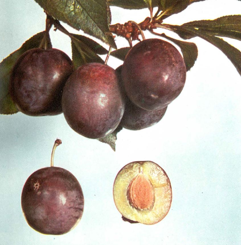 Slivka Anna Späth plody detail