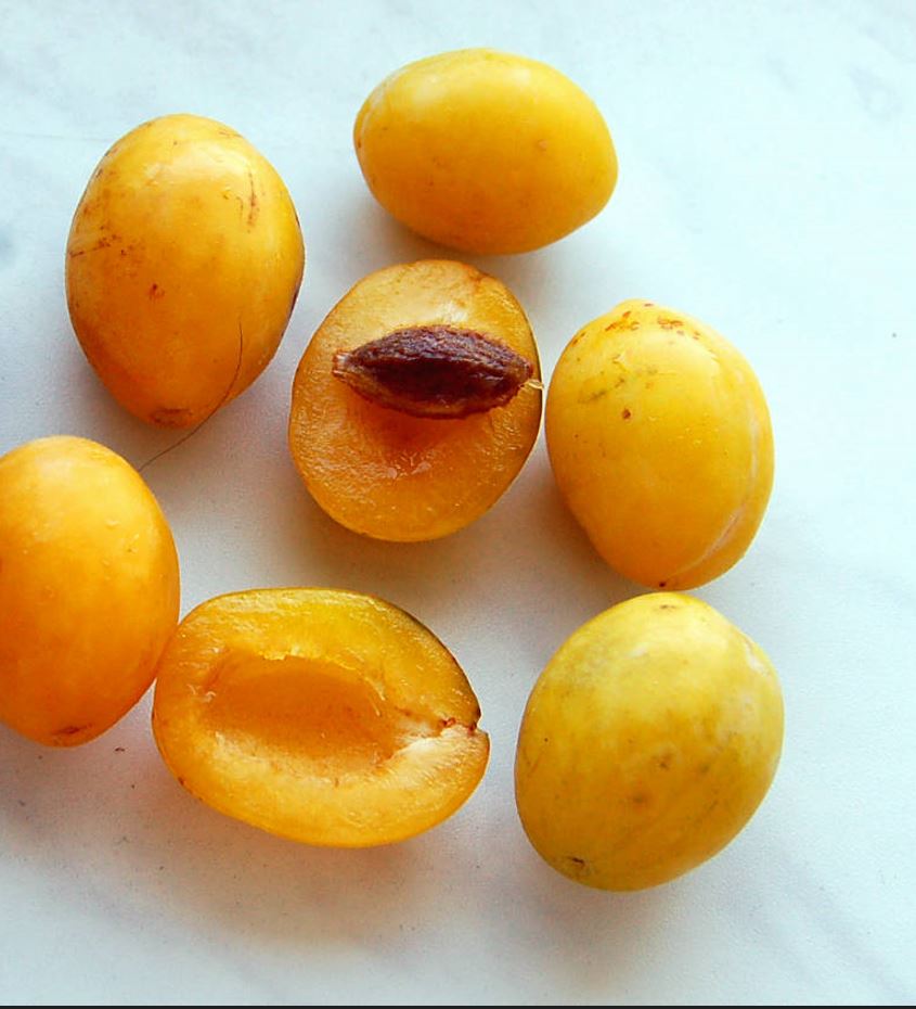 Slivka Belica (Špendlík žltý) plody detail