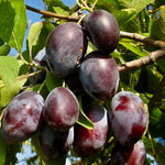 Slivka Bystrická plody detail