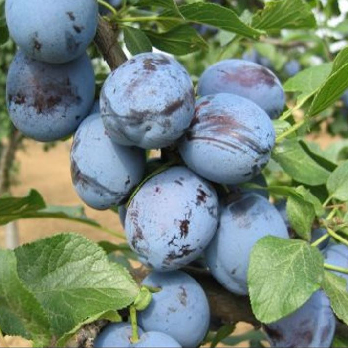 Slivka Čačanská lepotica detail plody