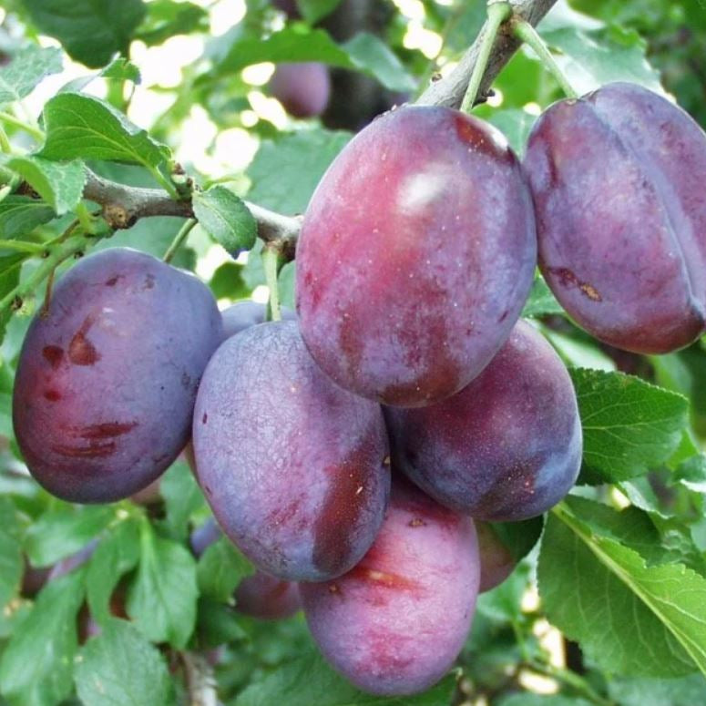 Slivka Čačanská rana plody detail