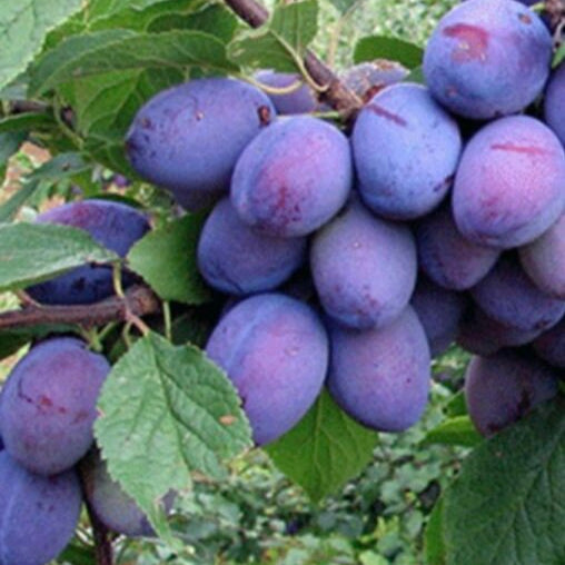 Slivka Čačanská rodná plody detail