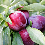 Slivka carpatin plody detail