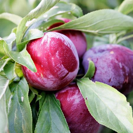 Slivka carpatin plody detail