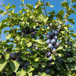 slivka cárska plody strom detail