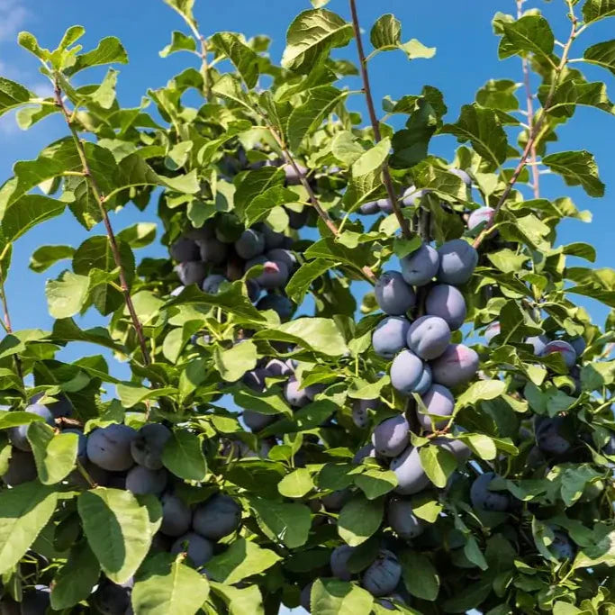 slivka cárska plody strom detail