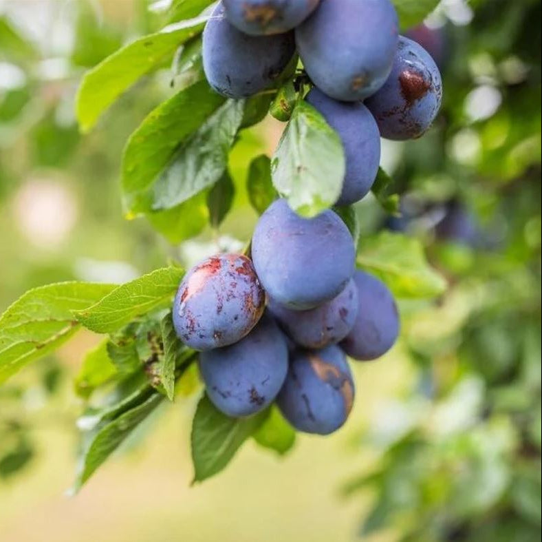 Slivka Duranzia plody detail