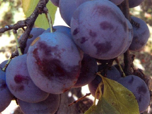 Slivka Duranzia plody detail