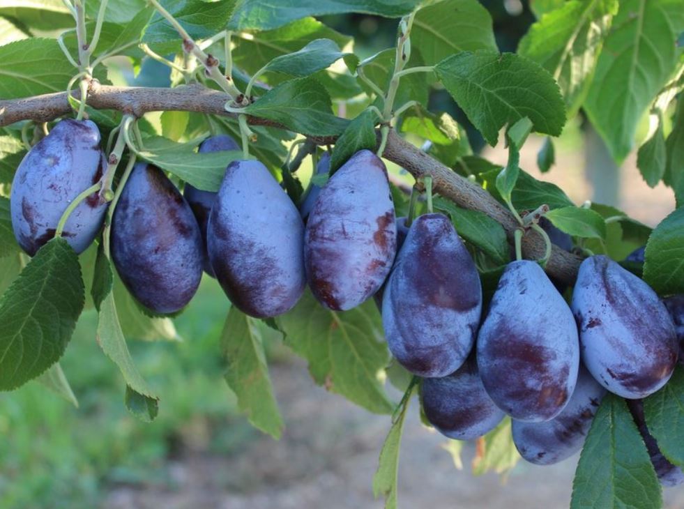 Slivka Jofela plody detail