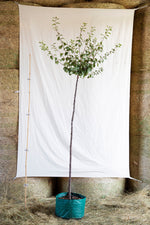 Slivka Lützelsachsenská strom airpot arbotaška