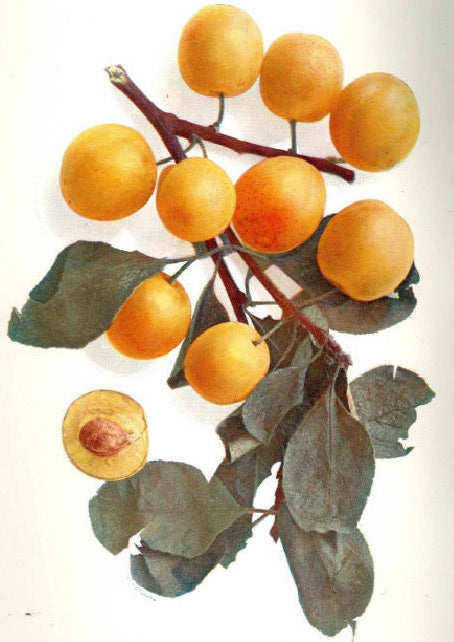 Slivka Mirabelka nancyská plody detail