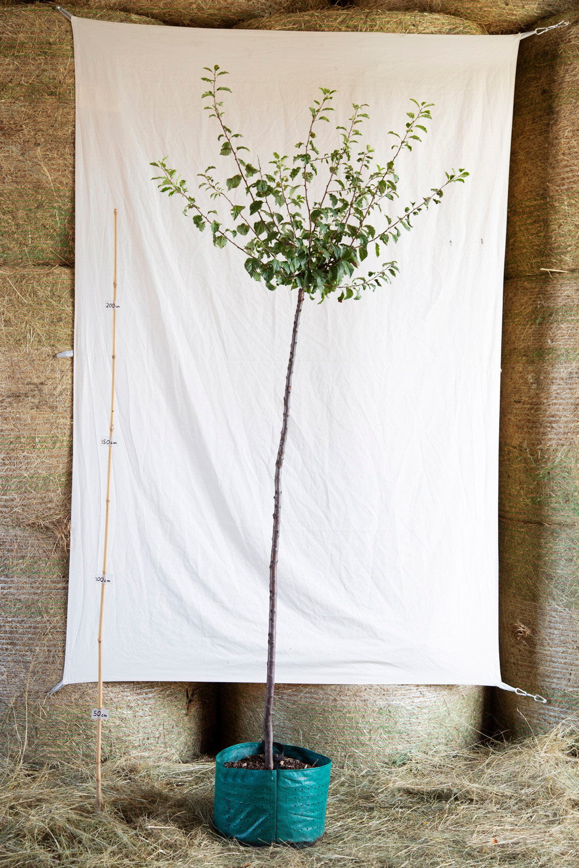 Slivka Mirabelka nancyská strom airpot arbotaška