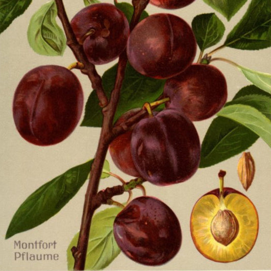 Slivka Montfortská plody detail