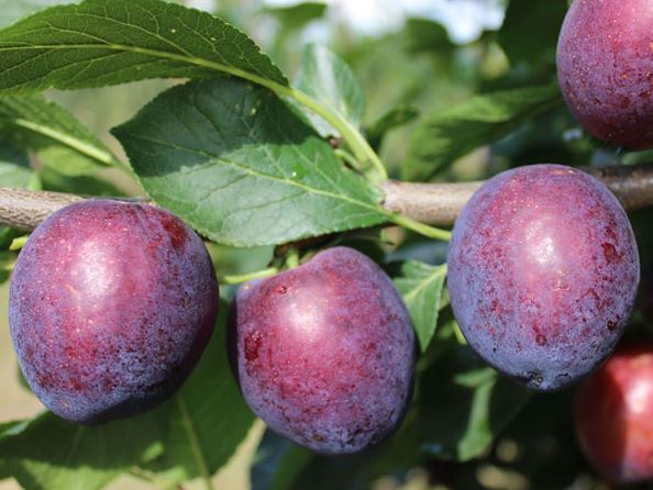 Slivka Ruth Gerstetter plody detail