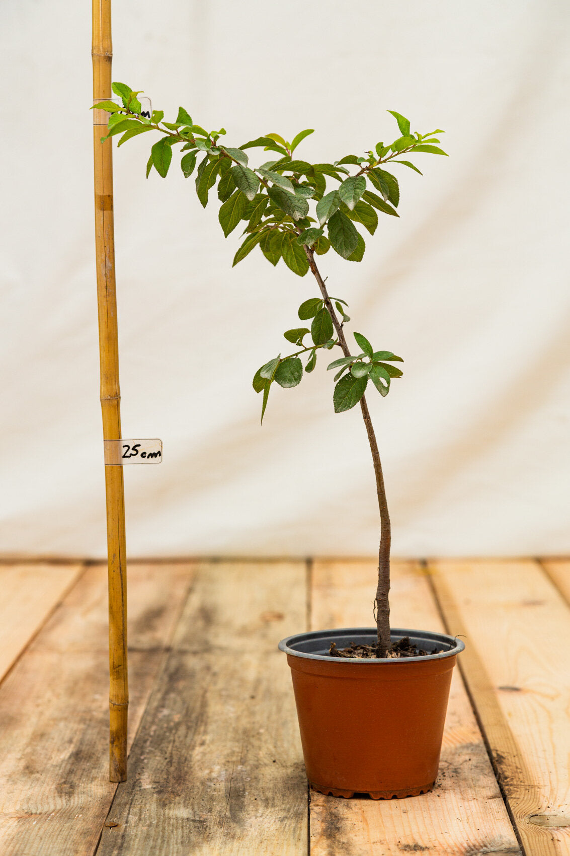 slivka. trnková krík kontajner