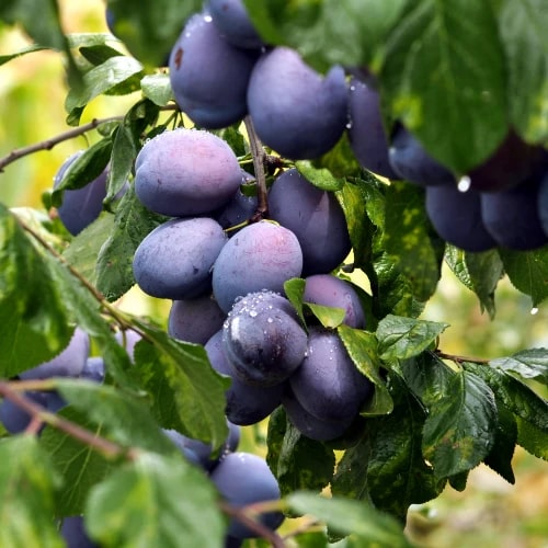 slivka valor detail plody