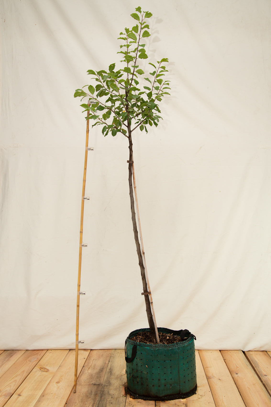 Slivka Zimmerova airpot strom arbotaška