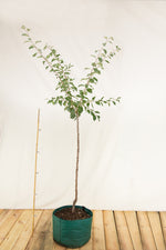 Slivka Zimmerova airpot strom arbotaška