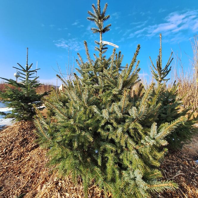 Smrek balkánsky ( omorikový ) strom detail  ISMRBALB